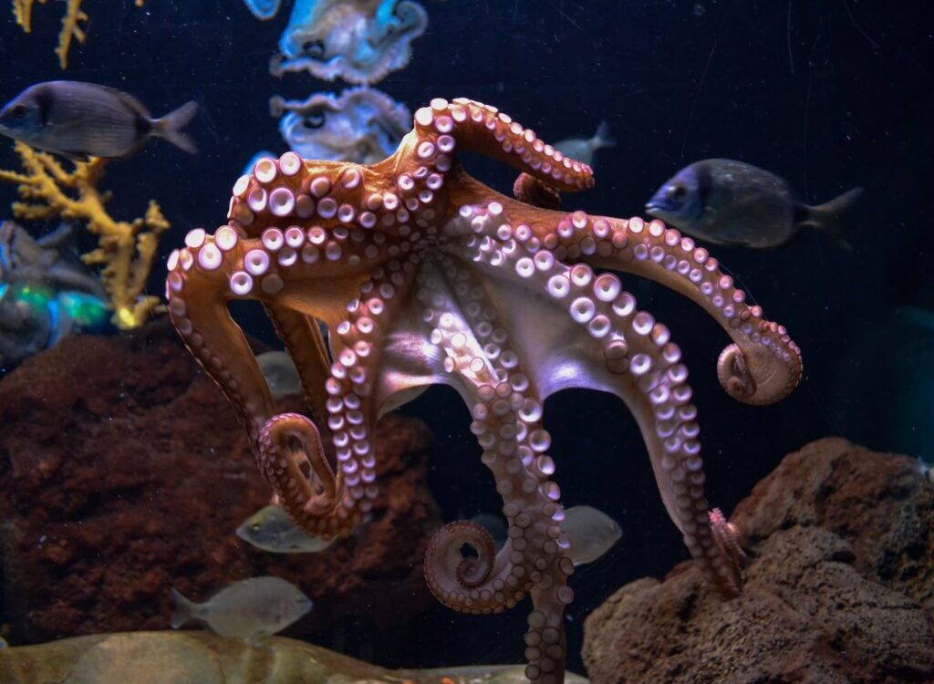 brown octopus