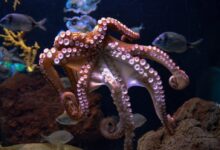 brown octopus