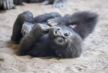 black gorilla lying on brown sand during daytime