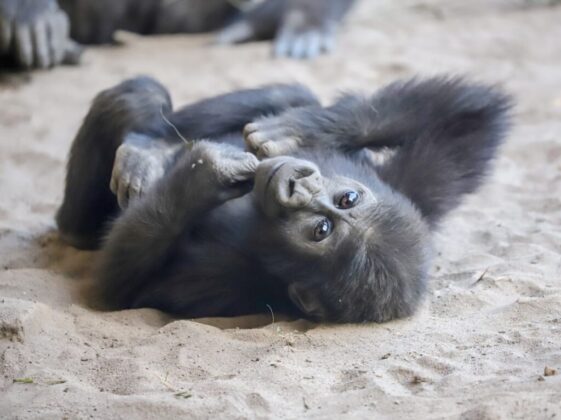 black gorilla lying on brown sand during daytime