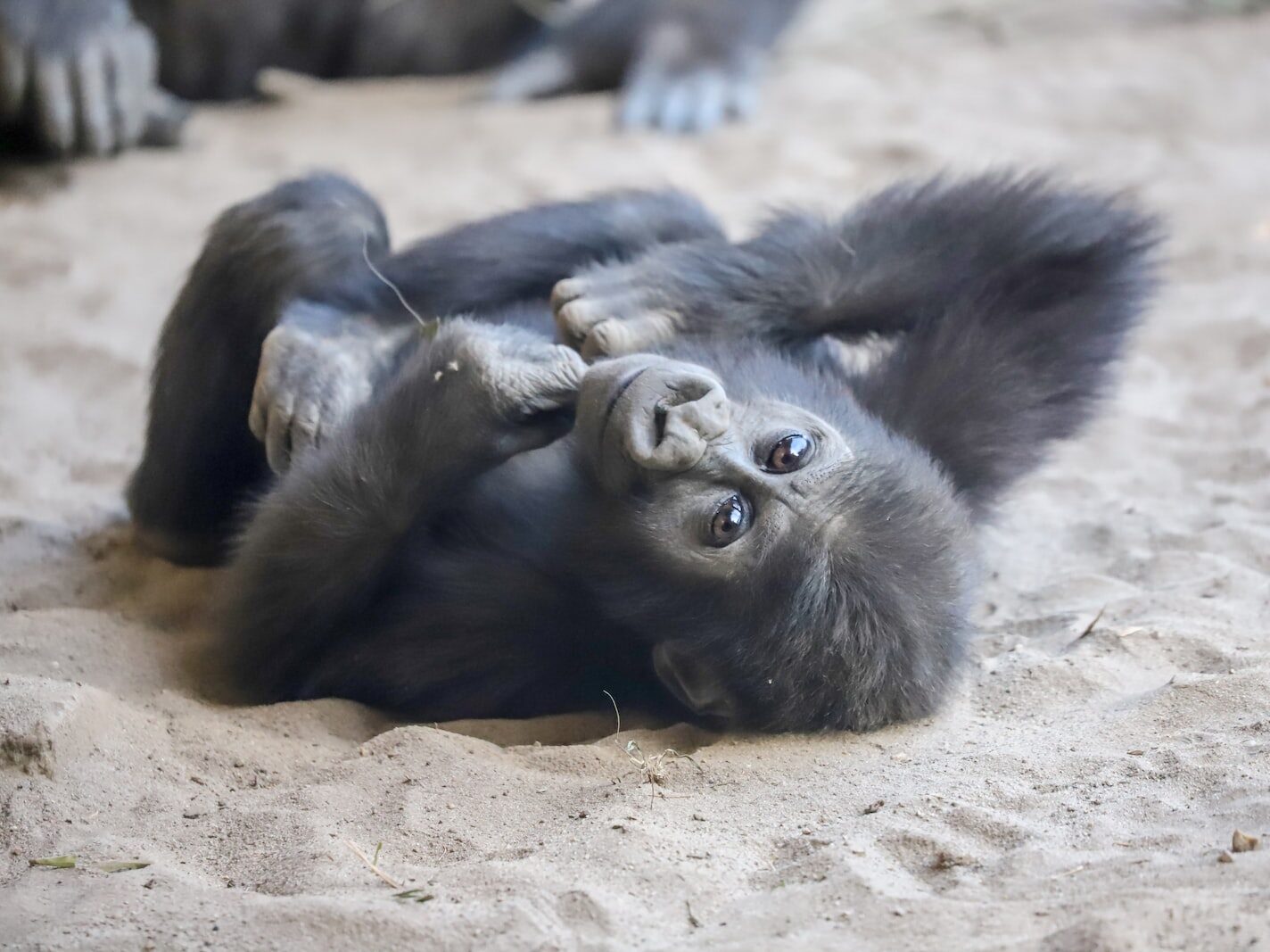 black gorilla lying on brown sand during daytime