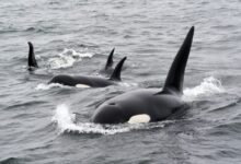 black and white whale on water during daytime