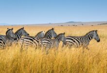 group of zebra walking on wheat field