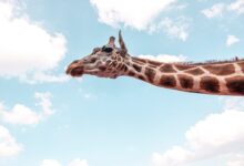 giraffe under blue sky during daytime