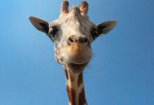brown giraffe