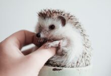 white and brown hedgehog