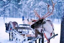 reindeer pulling sled