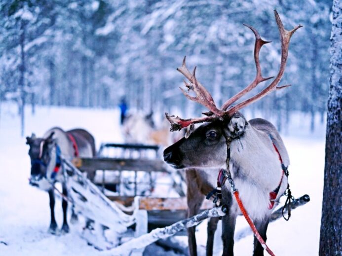 reindeer pulling sled