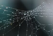 spider web in close up photography