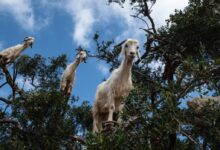 three white sheeps
