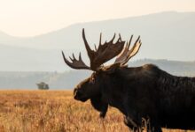 black moose on brown grass field during daytime