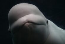 white fish in close-up photo