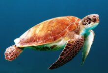 brown turtle swimming underwater