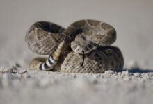 brown and black snake on white sand