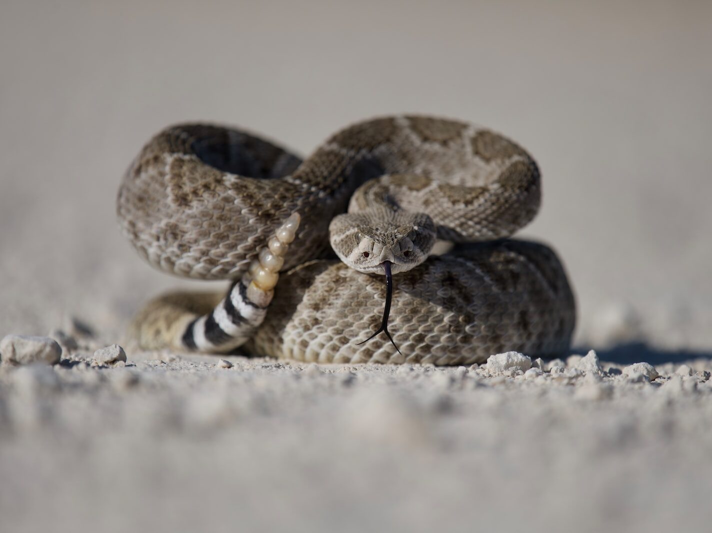 brown and black snake on white sand