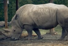 grey rhinoceros