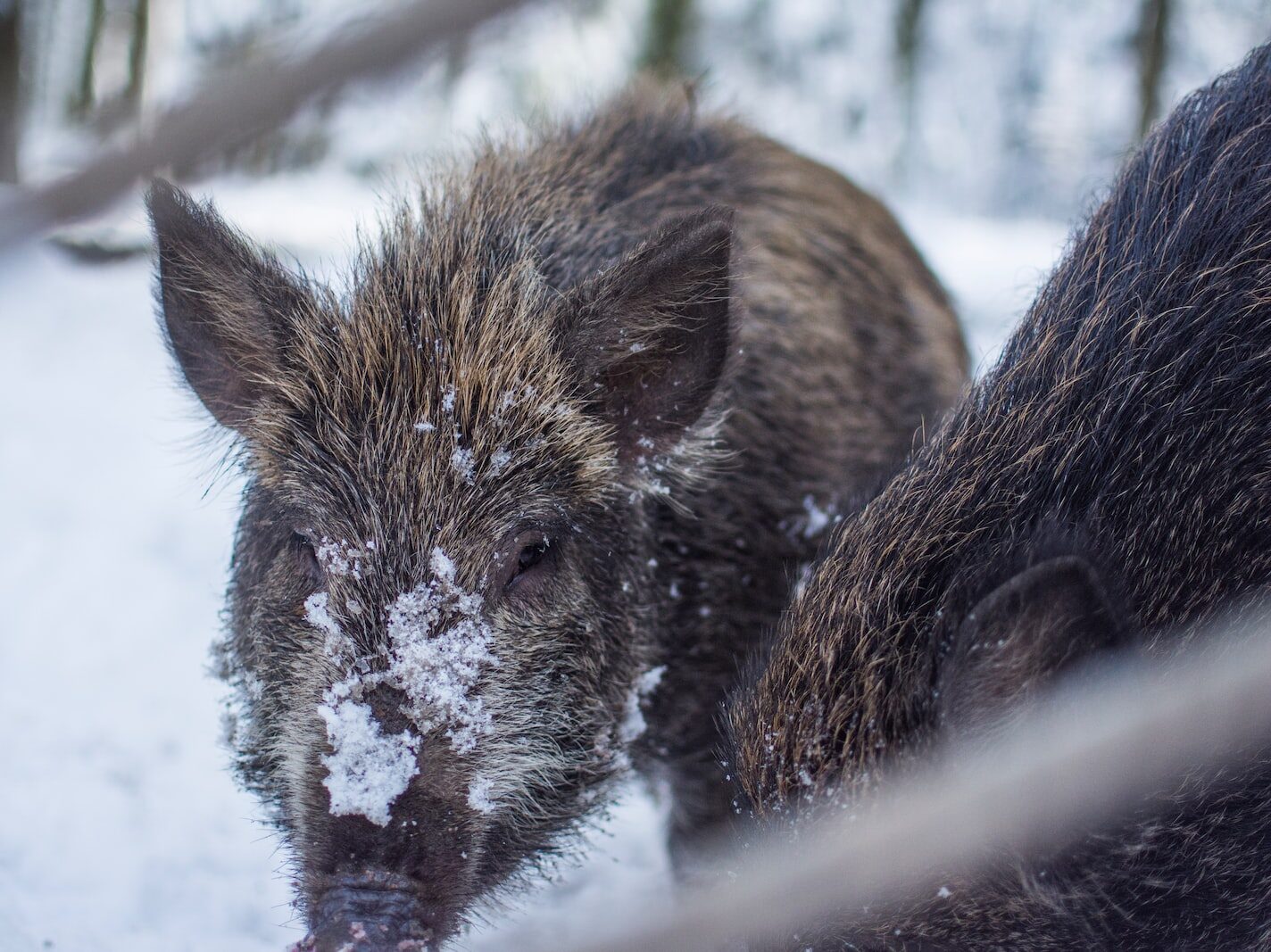 brown and grey boar photograph