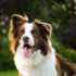 close-up photography of adult brown and white border collie