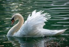white swan on water during daytime