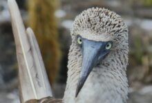 white and brown bird