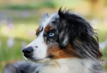 black white and brown long coated dog