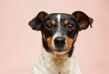 black and white short coated dog