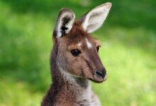 Kangaroo photo