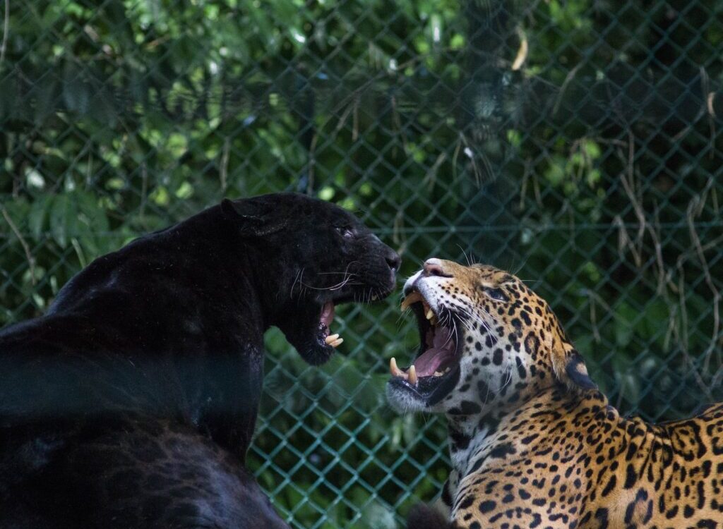 black jaguar and brown and black leopard fighting
