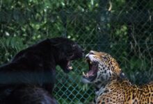 black jaguar and brown and black leopard fighting