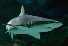 selective focus photography of shark