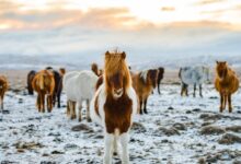 herd of white and brown donkeys on snow-covered land