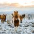 herd of white and brown donkeys on snow-covered land