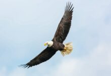 bald eagle flying on skies