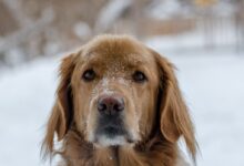 short-coated brown dog outside
