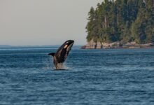 whale in sea