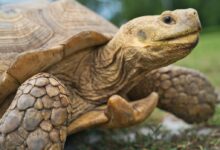 brown turtle
