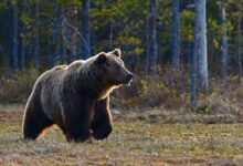 brown bear walking near trees