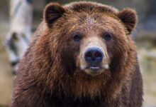 shallow focus photo of brown grizzly bear