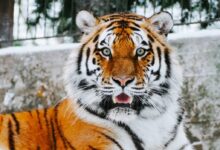 close-up photography of tiger