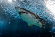 great white shark