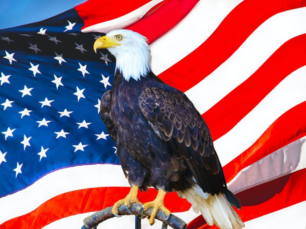 american eagle flying over us flag
