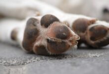 brown and white dog paw on gray concrete floor