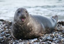 seal on rocky shore during daytime