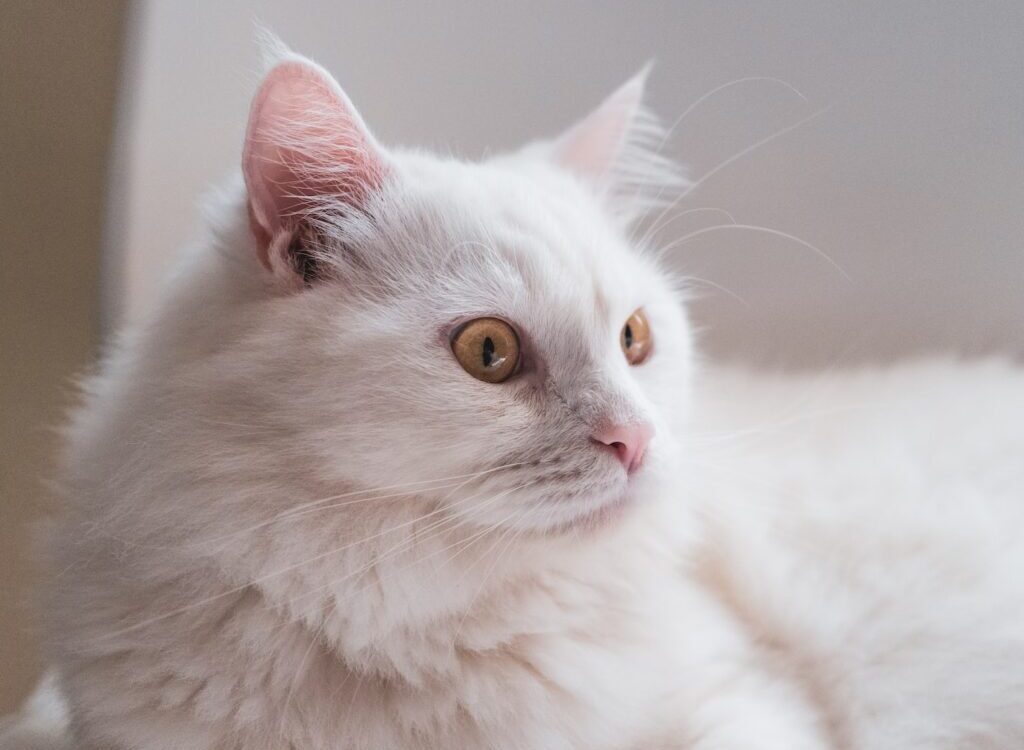 white long fur cat on white textile