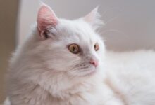 white long fur cat on white textile
