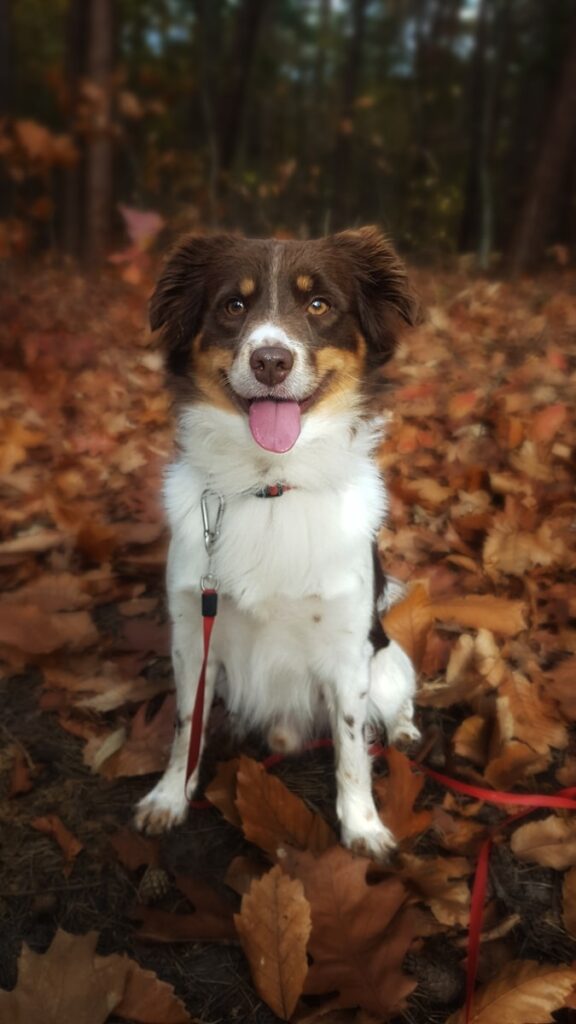 white brown and black long coat medium dog standing on dried leaves