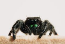 black jumping spider on white wall
