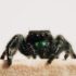 black jumping spider on white wall