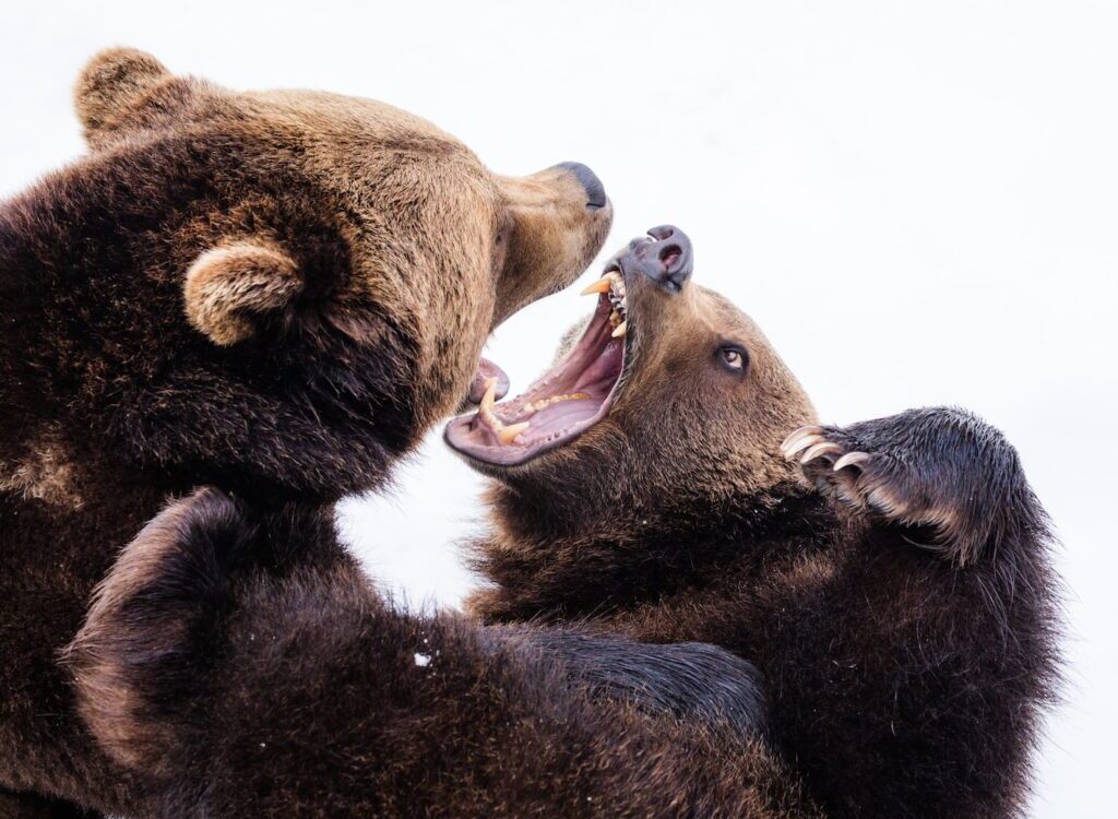 two brown grizzly bears