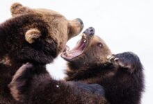 two brown grizzly bears